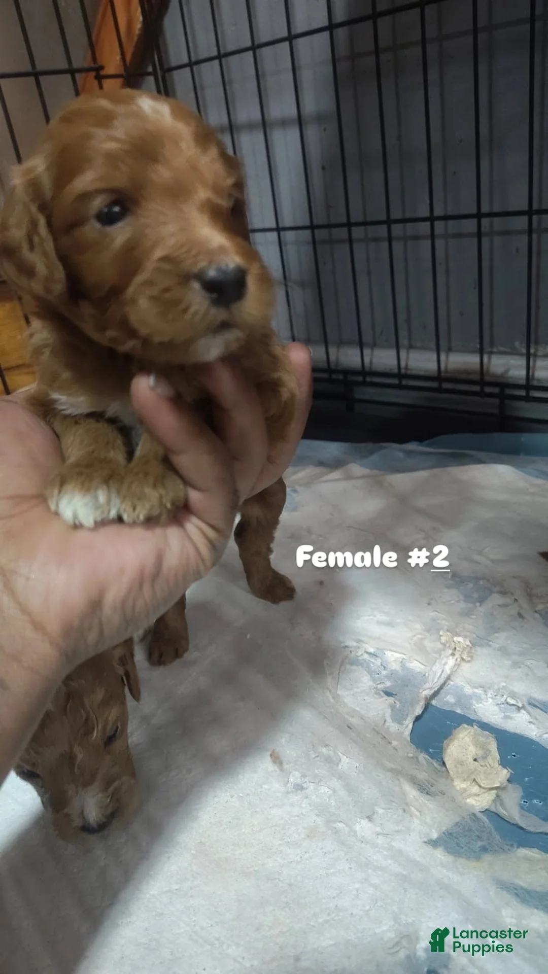 Goldendoodle dogs for sale: Girl 2 - Ad 1