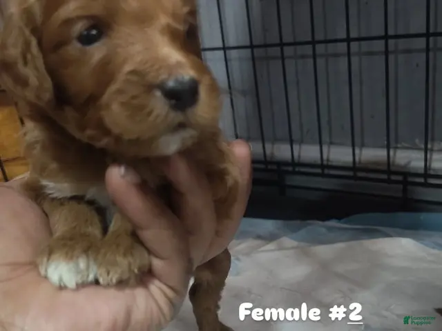 Goldendoodle dogs for sale: Girl 2 - Ad 29