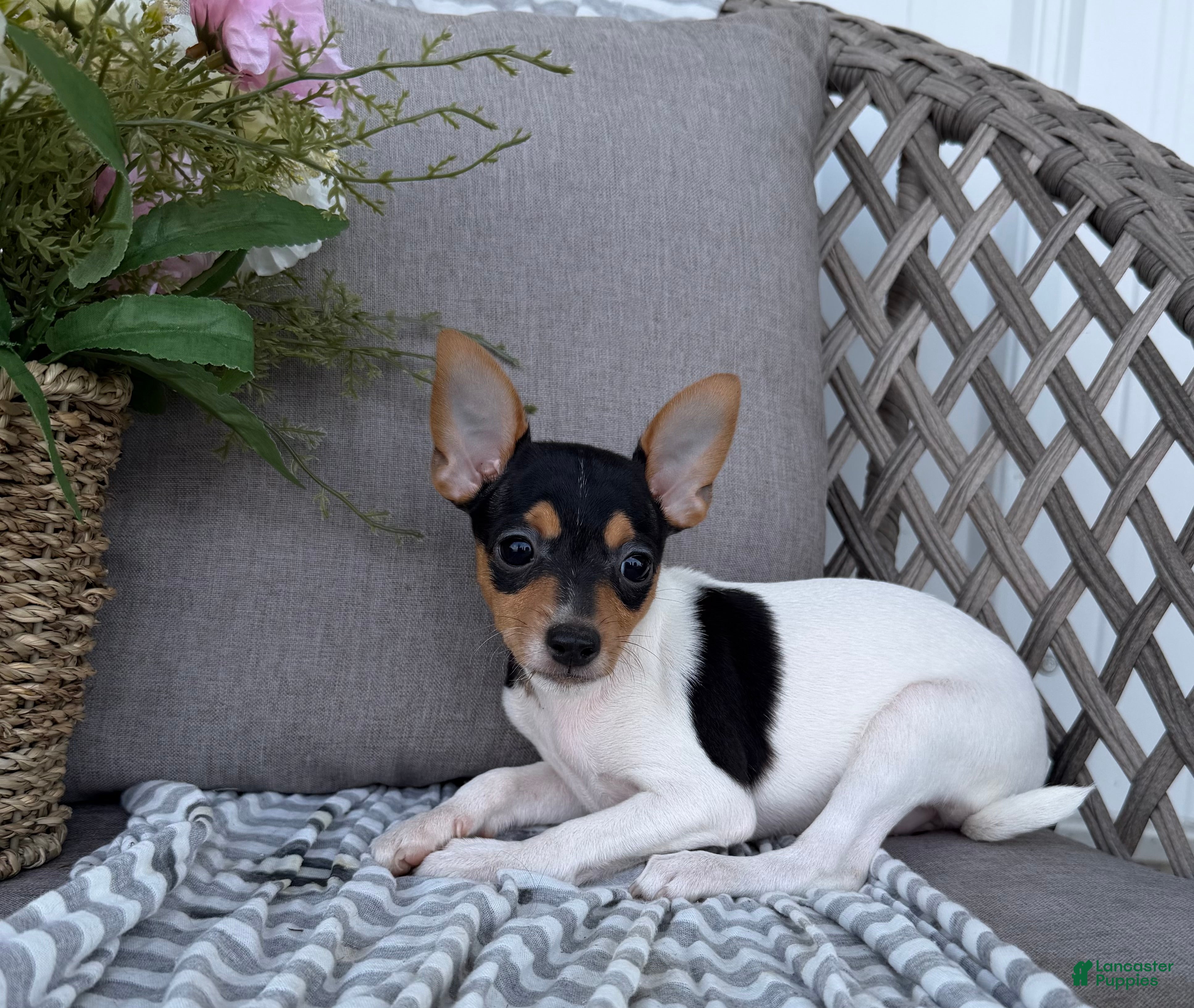 Toy Fox Terrier dogs Twinkie - Ad 2