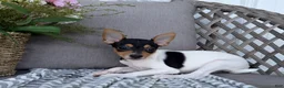 Toy Fox Terrier dogs for sale: Twinkie - Ad 2