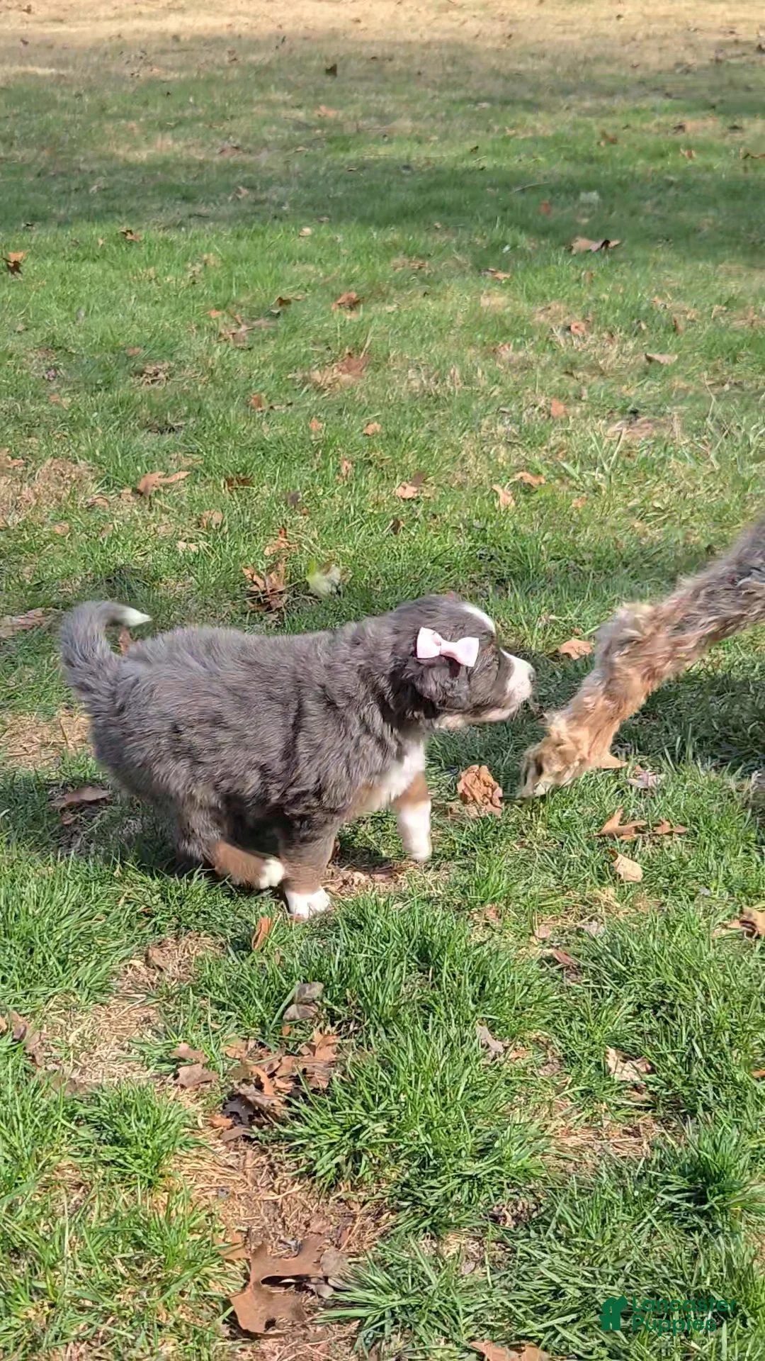 Mini Bernedoodle dogs for sale: Mini Bernedoodle Puppy 1 - Ad 2