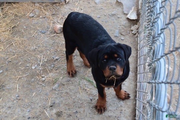 Rottweiler dogs for sale: Girl 1 - Ad 3