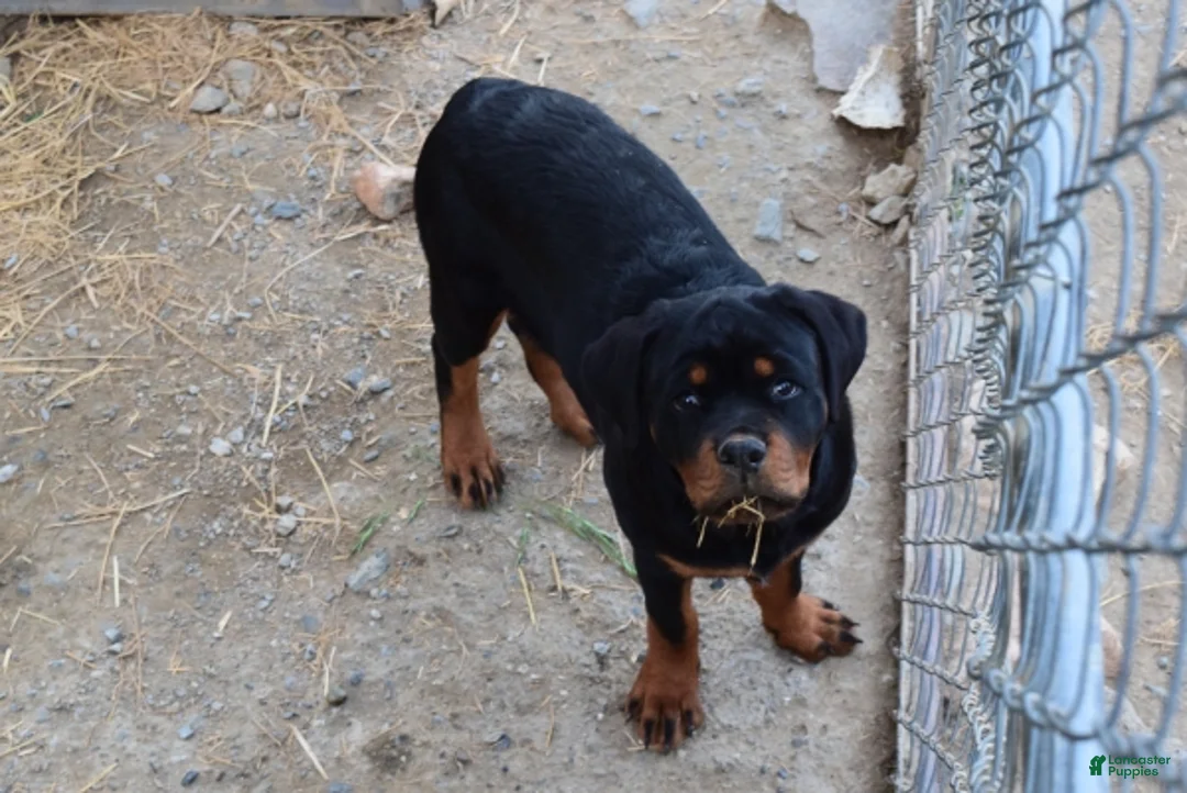 Rottweiler dogs for sale: Girl 1 - Ad 1