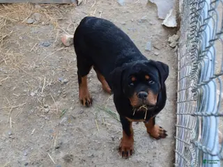 Rottweiler dogs for sale: Girl 1 - Ad 3