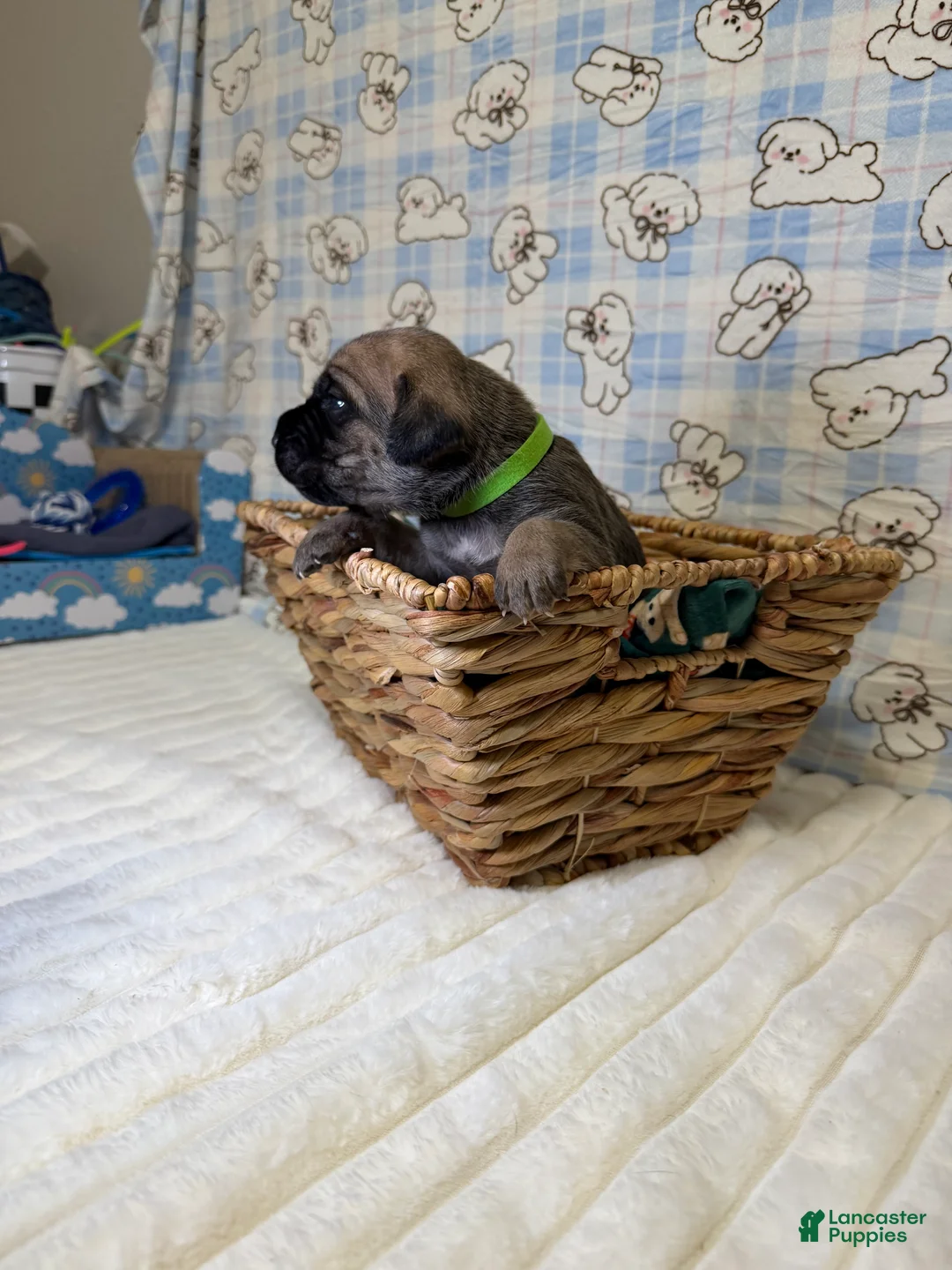 Cane Corso dogs for sale: elva-green collar  - Ad 1