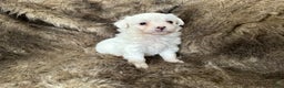 Mixed Breed dogs for sale: Snow White - Ad 7