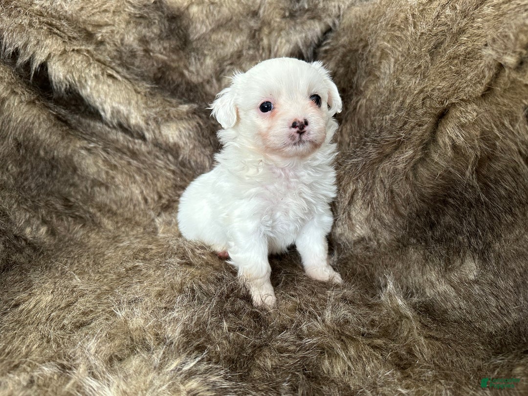 Mixed Breed dogs for sale: Snow White - Ad 7