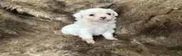 Mixed Breed dogs for sale: Snow White - Ad 17