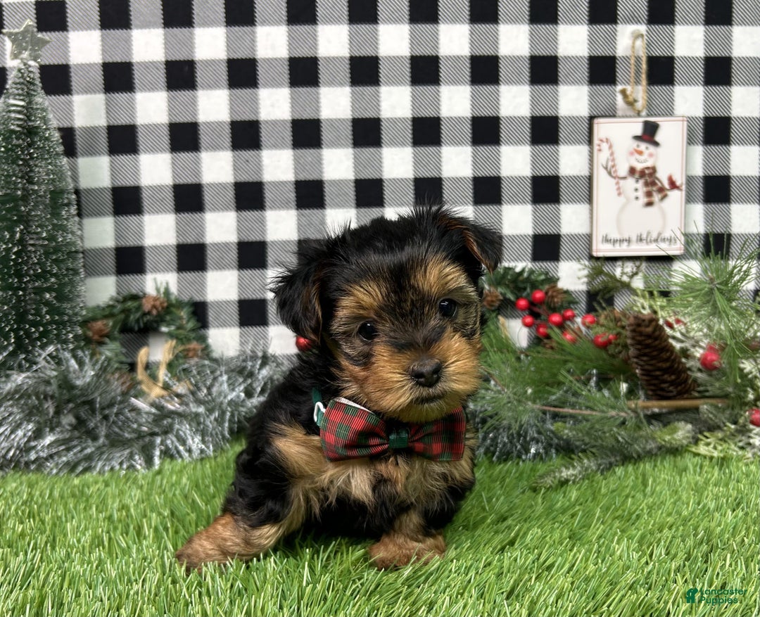 Yorkshire Terrier dogs for sale: Teddy - Ad 5