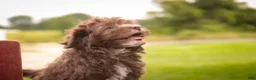 Havanese dogs for sale: Gatsby Havanese  - Ad 8