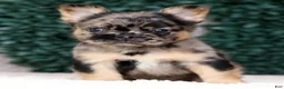 French Bulldog dogs for sale: Jacob - Ad 3