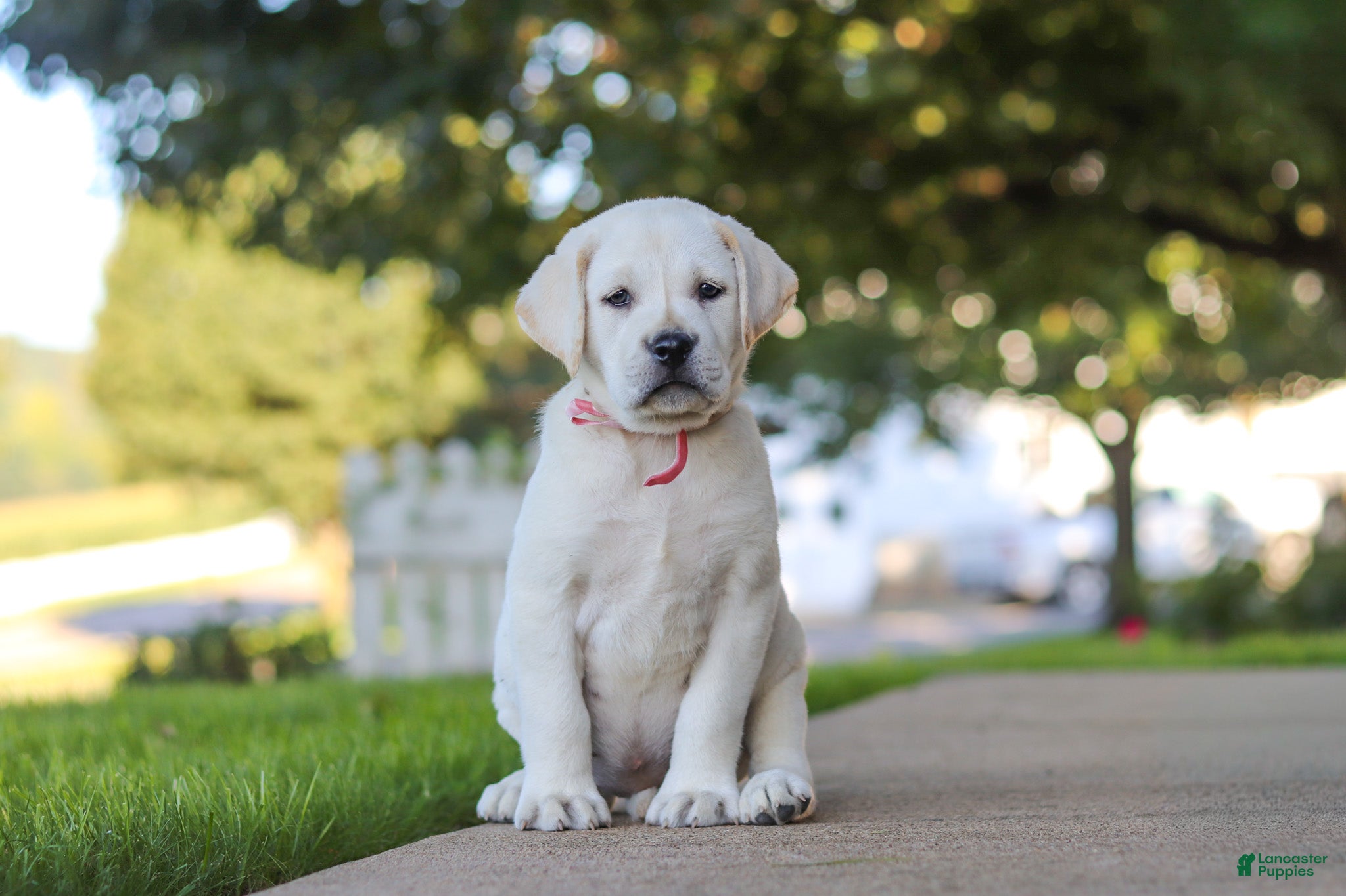 Labrador Retriever dogs Sherry - Ad 1
