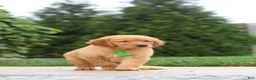 Golden Retriever dogs for sale: Moose — Your New Golden Best Friend! 🐾 - Ad 3