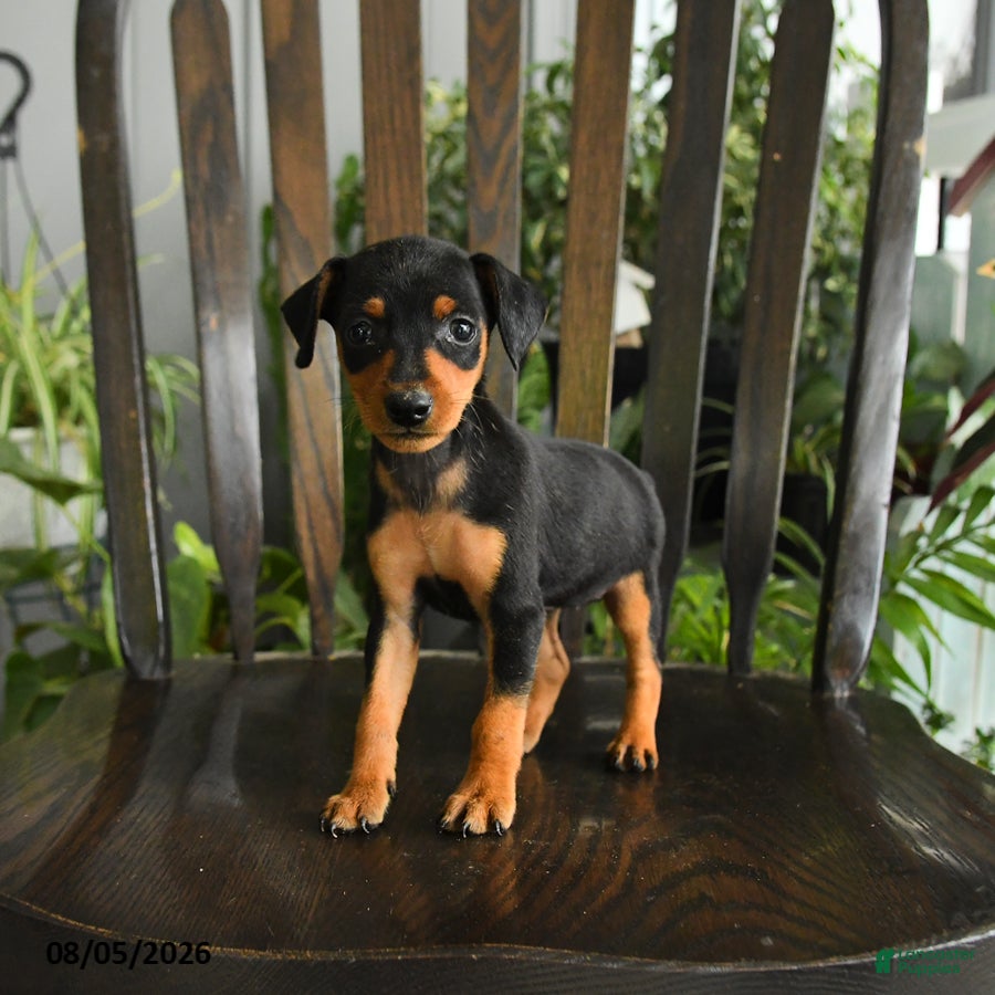 Miniature Pinscher dogs Annie - Ad 1