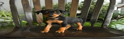 Miniature Pinscher dogs for sale: Annie - Ad 1