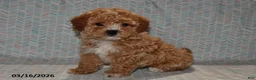 Maltipoo dogs for sale: Bandit - Ad 3