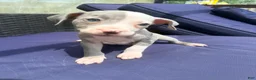 Mixed Breed dogs for sale: seven - Ad 6