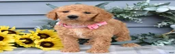 Standard Poodle dogs for sale: Roxanne - Ad 8