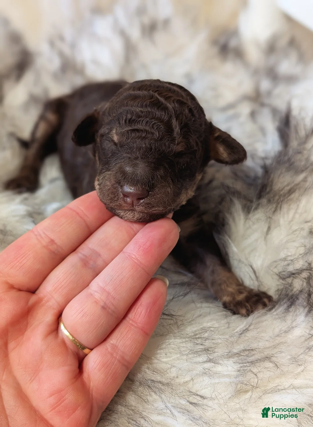 Mixed Breed dogs for sale: TERMINATOR  - Ad 5