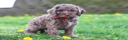 Cockapoo dogs for sale: Iggy - Ad 5