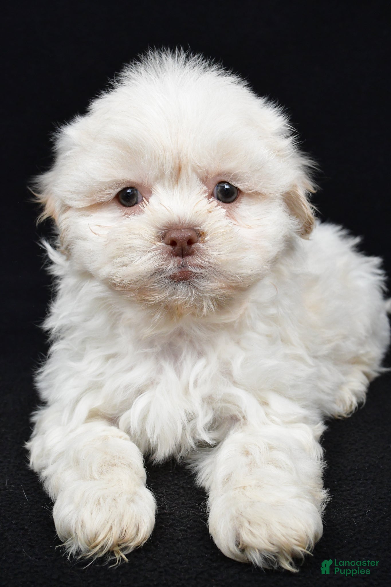 Teddy Bear dogs Dale - Ad 1