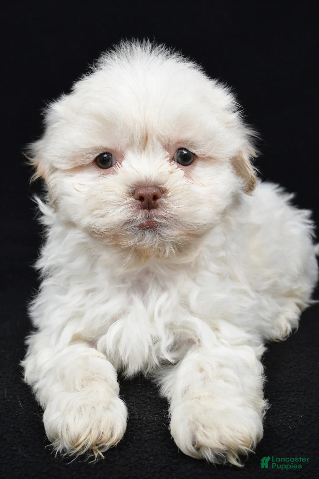 Teddy Bear dogs for sale: Dale - Ad 1