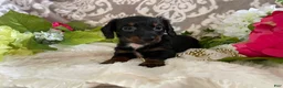 Miniature Dachshund dogs for sale: Kira - Ad 10
