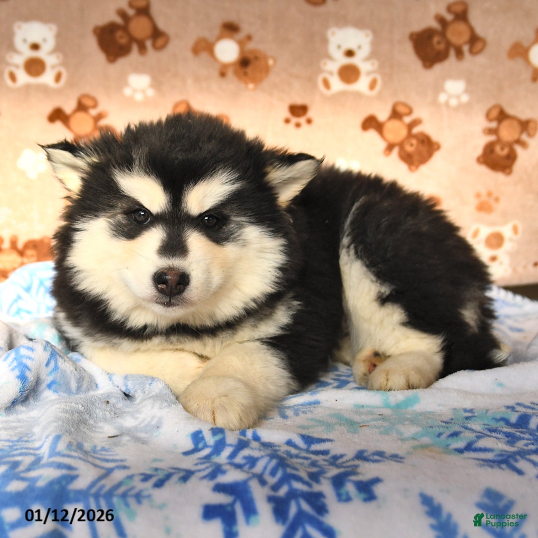 Pomsky dogs for sale: Buttercup - Ad 2