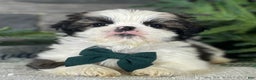 Shih Tzu dogs for sale: Cedar - Ad 2