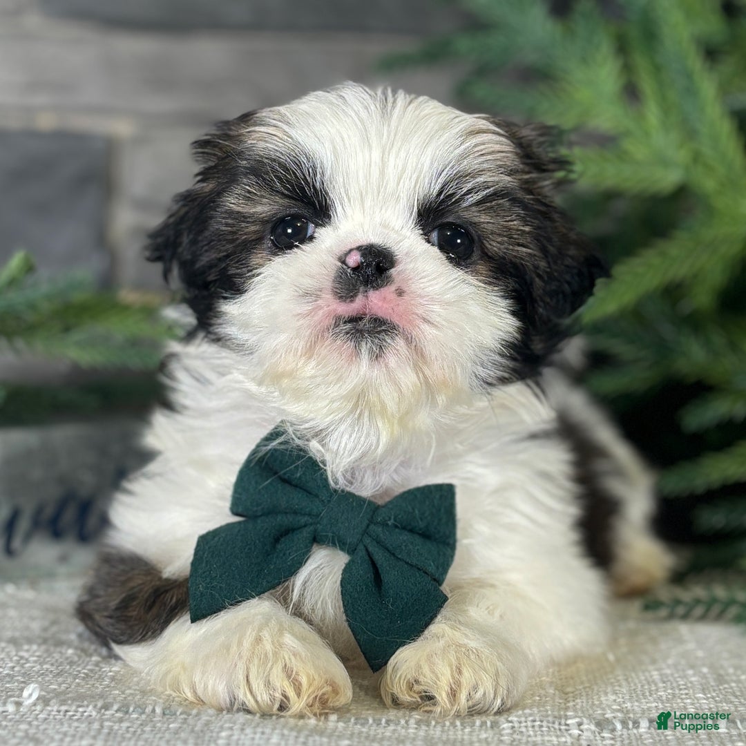 Shih Tzu dogs for sale: Cedar - Ad 2