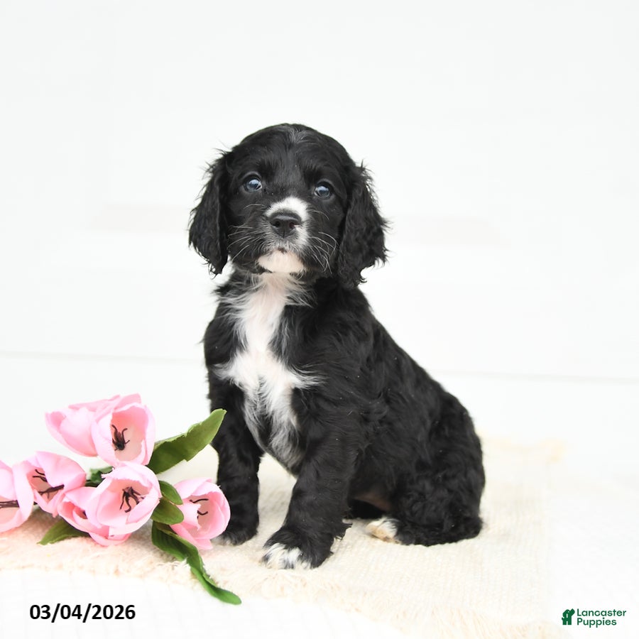 English Cocker Spaniel dogs Fancy - Ad 2