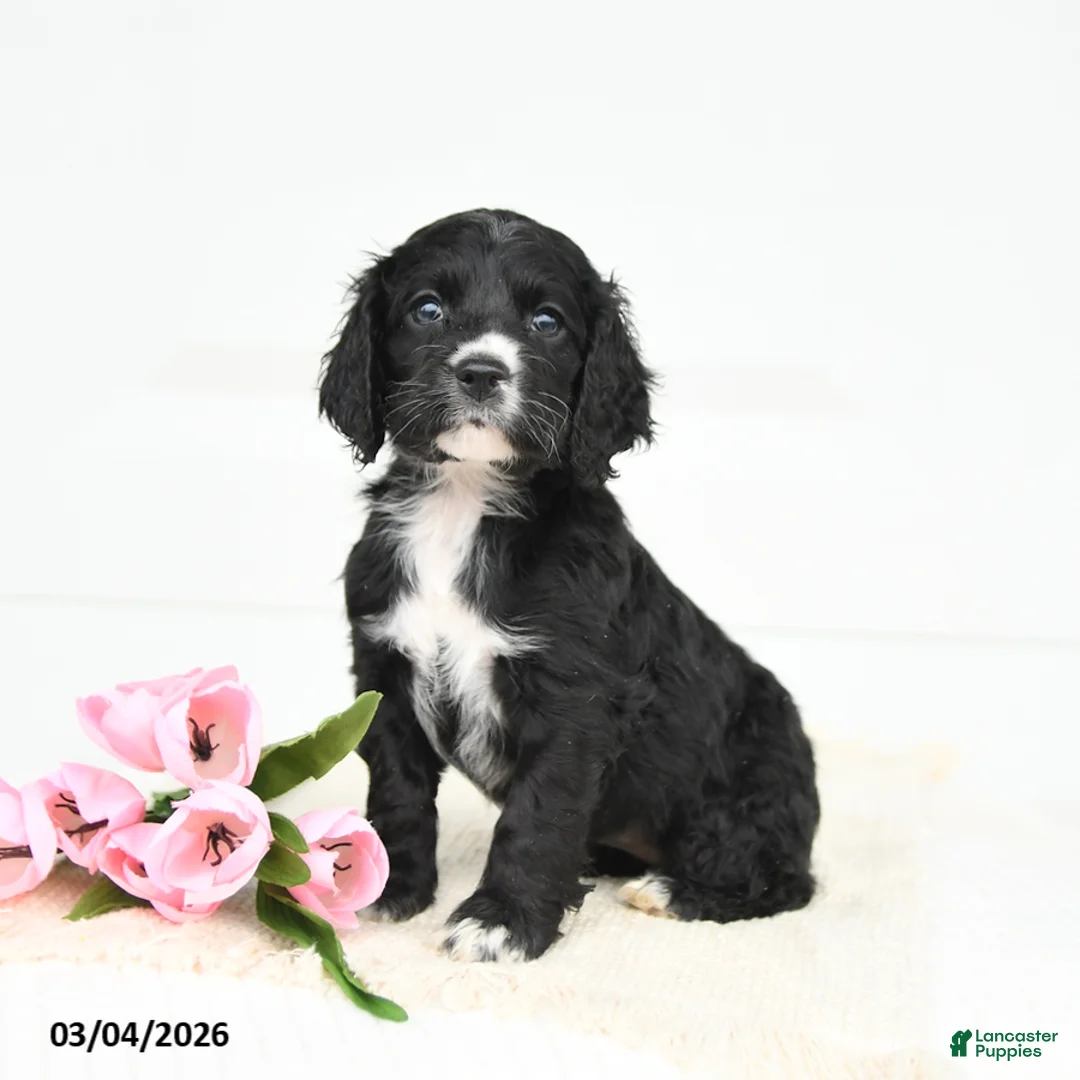 English Cocker Spaniel dogs for sale: Fancy - Ad 2