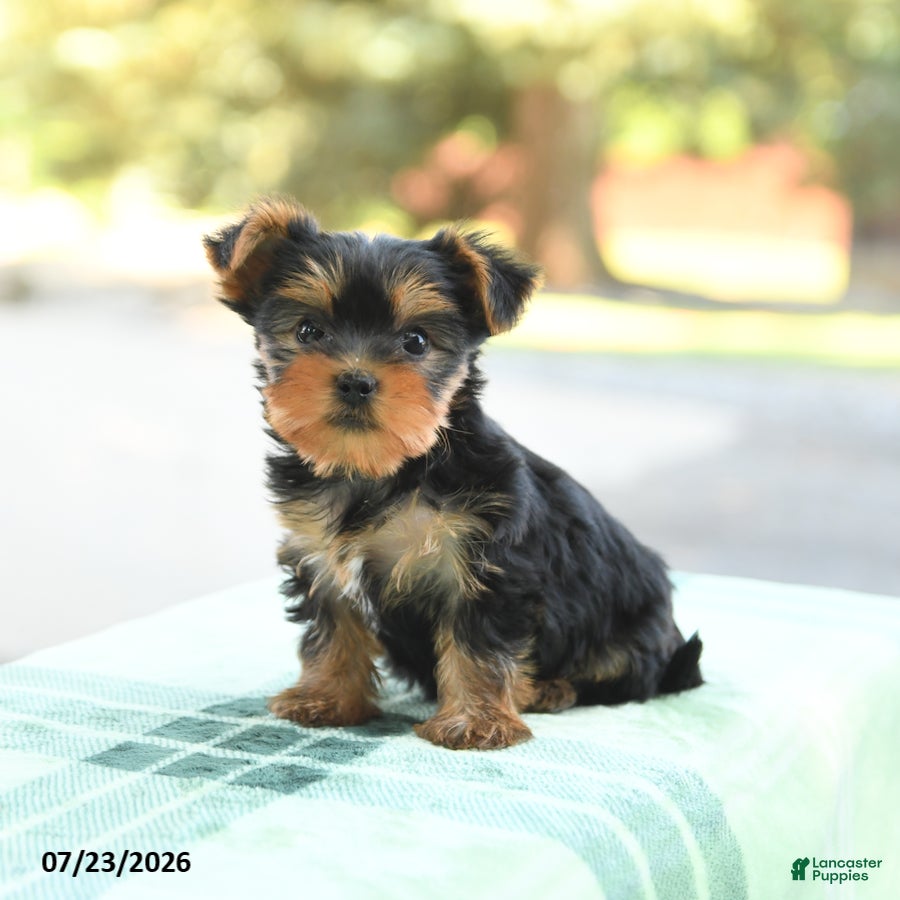 Yorkshire Terrier dogs Stella - Ad 2