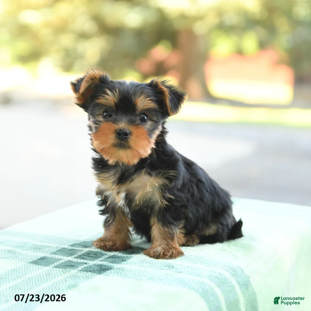 Yorkshire Terrier dogs for sale: Stella - Ad 2