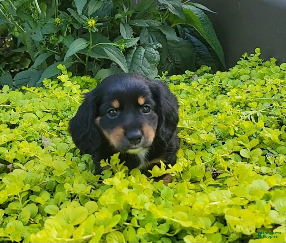 Miniature Dachshund dogs Venture  - Ad 2
