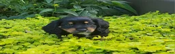 Miniature Dachshund dogs for sale: Venture  - Ad 2