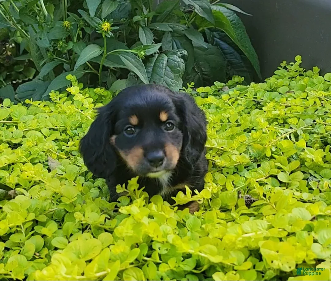 Miniature Dachshund dogs for sale: Venture  - Ad 2