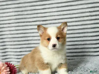 Welsh Corgi Pembroke dogs Cracker - Ad 34