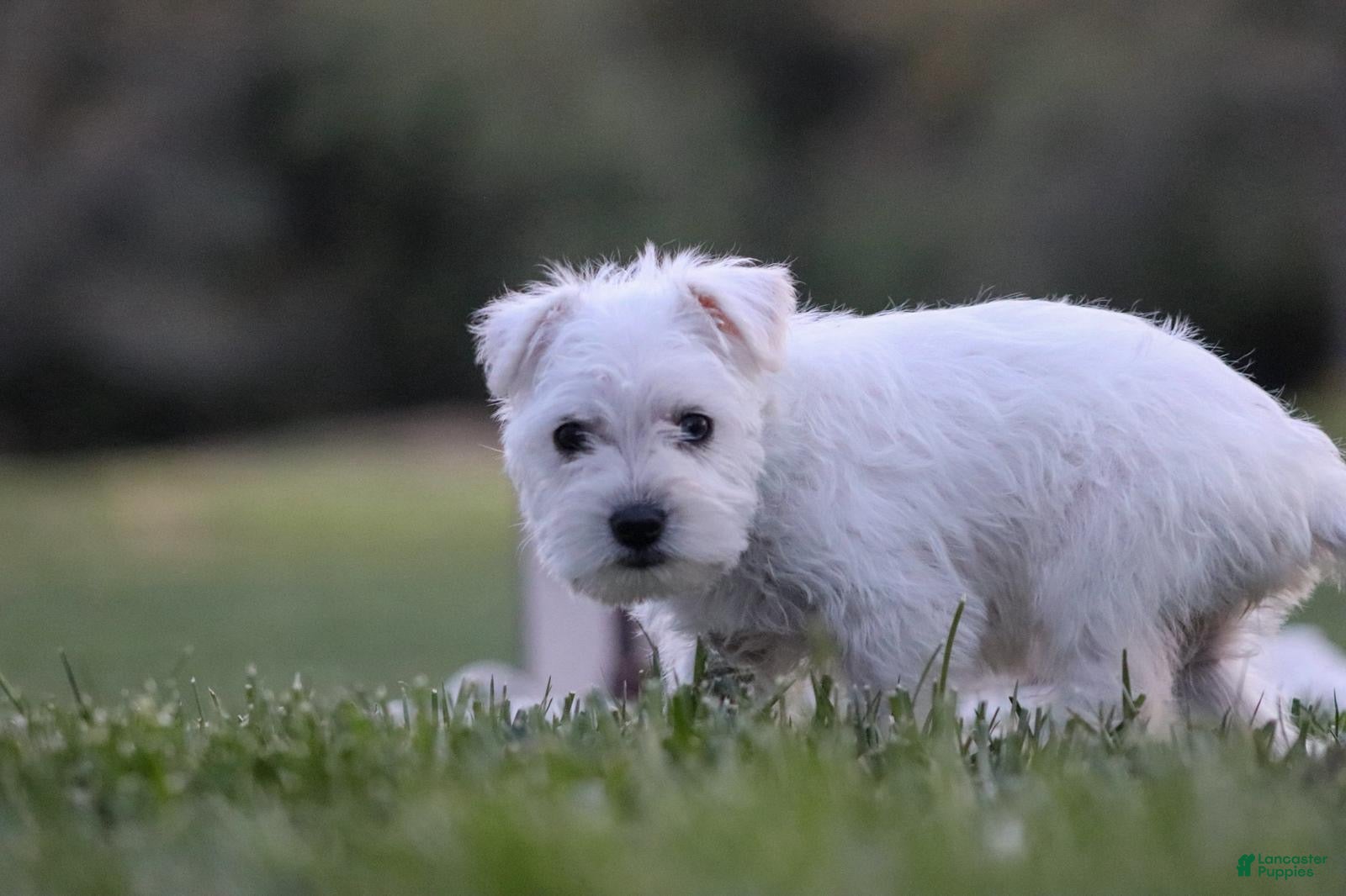 Miniature Schnauzer dogs Snowflake  - Ad 2