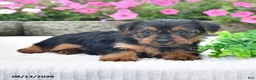 Yorkshire Terrier dogs for sale: Amy - Ad 4