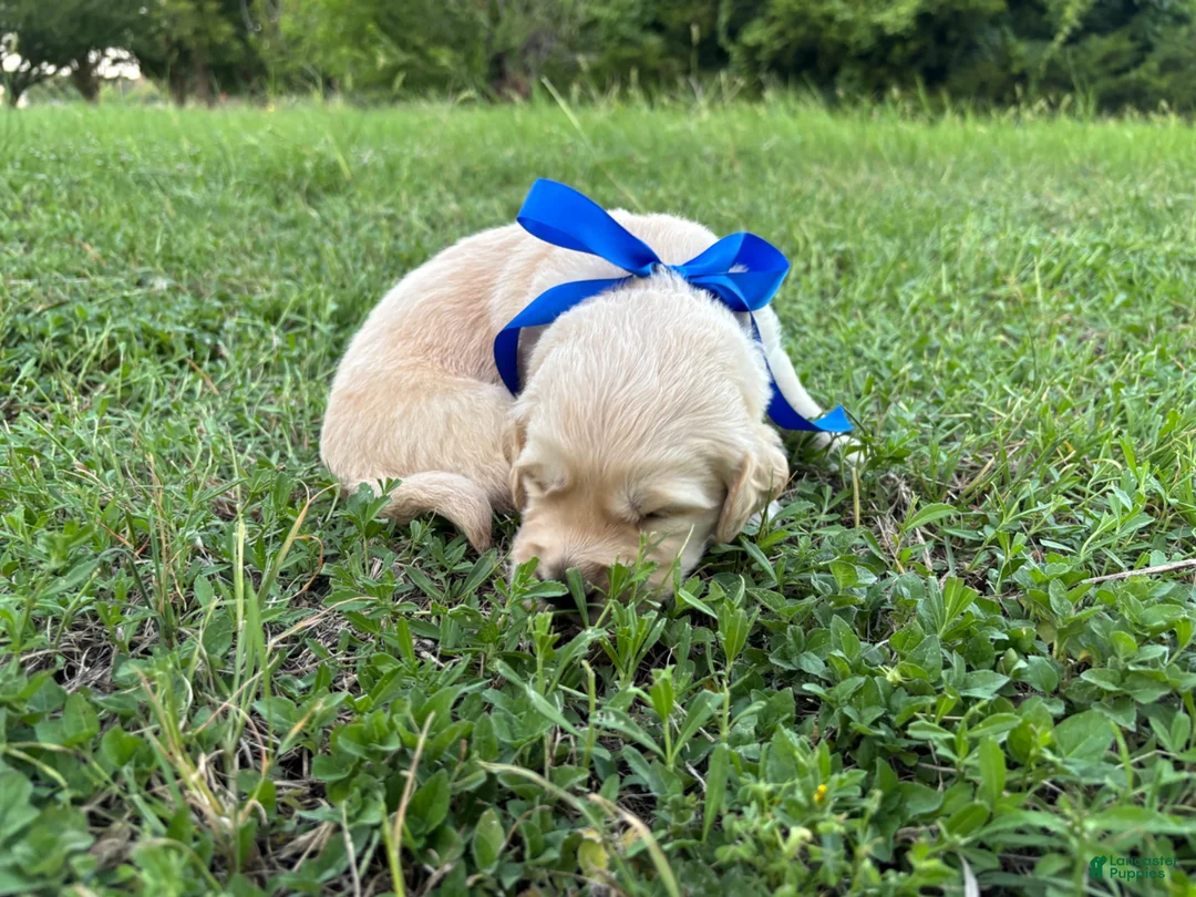 Golden Retriever dogs for sale: Golden Retriever 5 - Ad 1