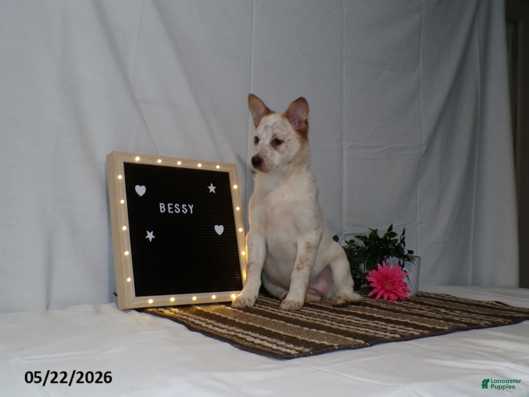 Australian Cattle Dog dogs for sale: Bessy - Ad 6