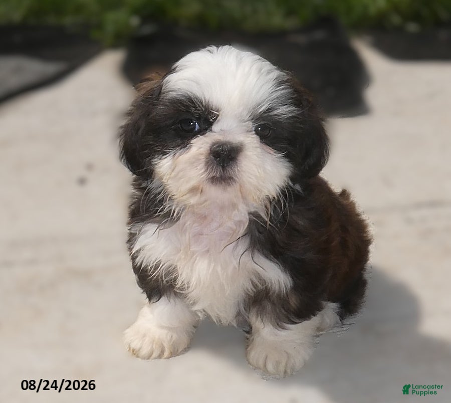 Shih Tzu dogs Ava - Ad 1