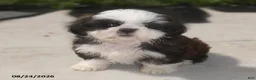 Shih Tzu dogs for sale: Ava - Ad 1