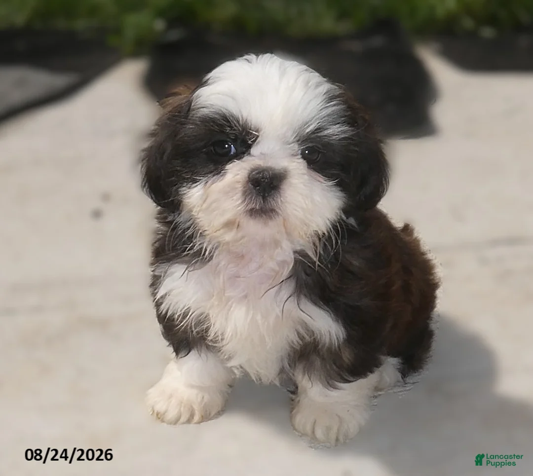 Shih Tzu dogs for sale: Ava - Ad 1
