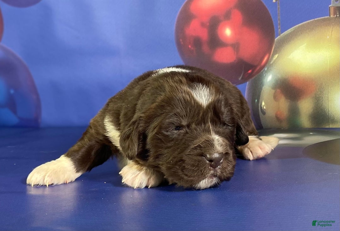 Mixed Breed dogs for sale: Stevie OFA DNA  - Ad 3