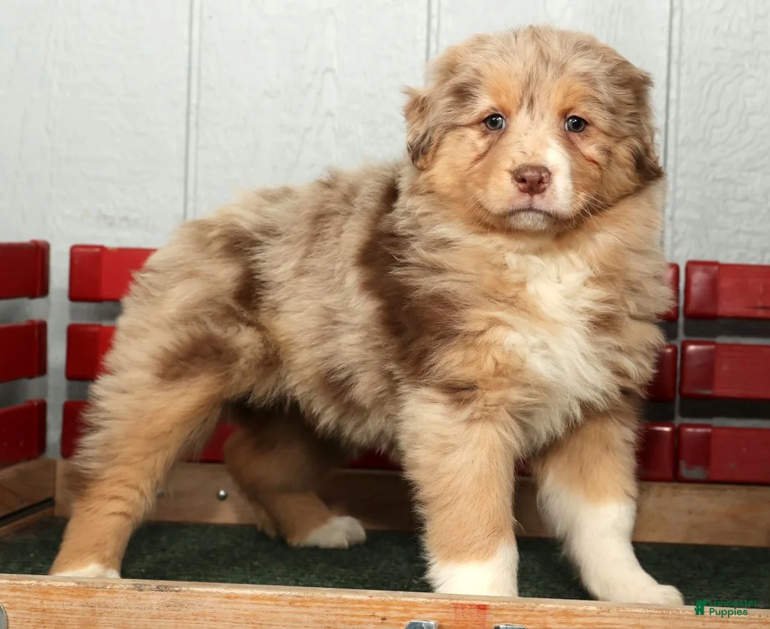 Australian Shepherd dogs for sale: Fern - Ad 8