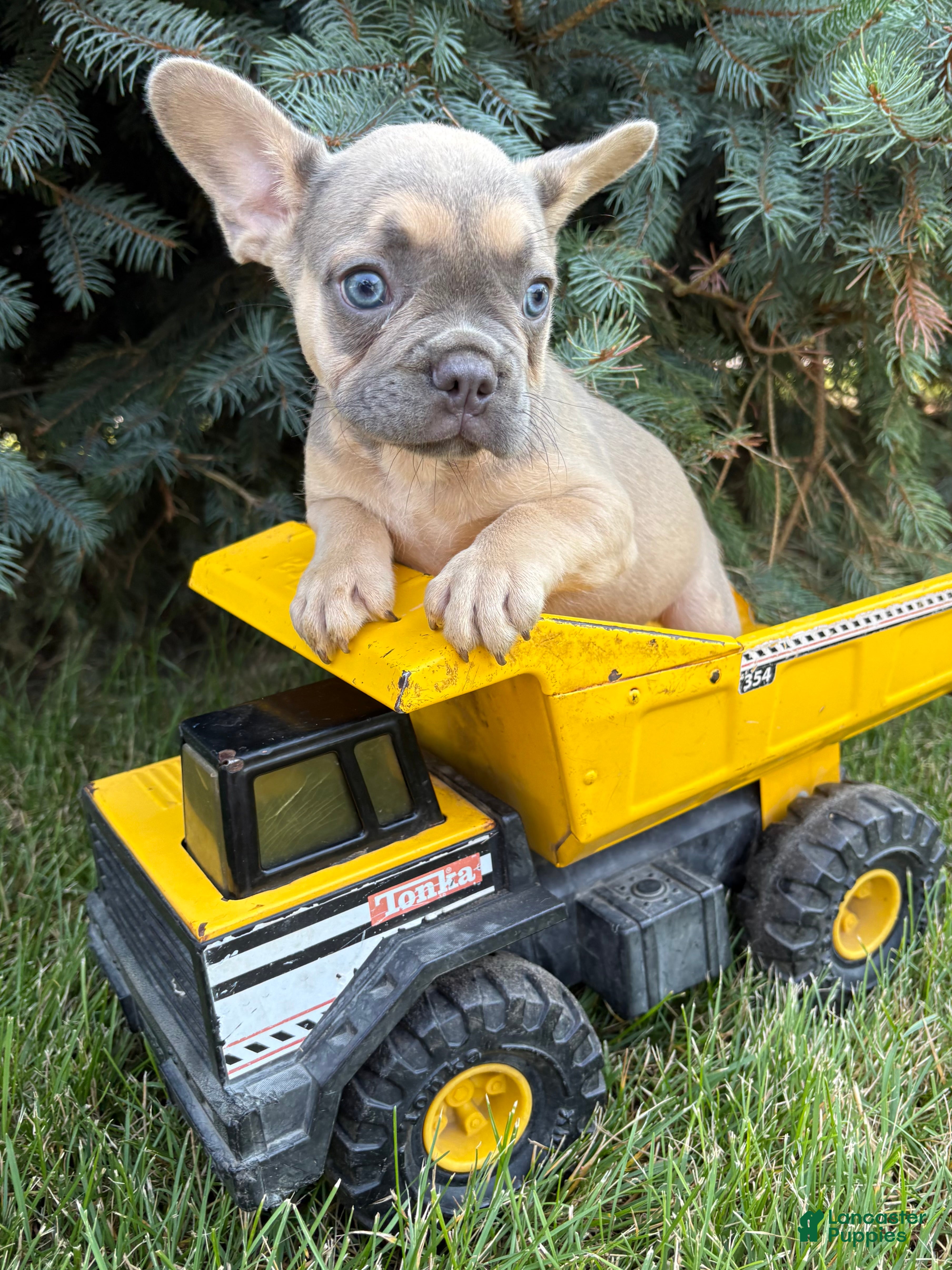 French Bulldog dogs Dewey - Ad 1