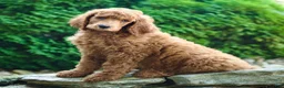 Standard Poodle dogs for sale: Major - Ad 2