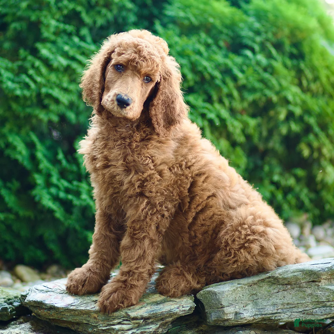 Standard Poodle dogs for sale: Major - Ad 2